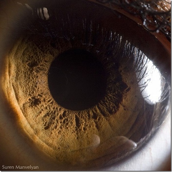 Fotos macro de olhos humanos (7)