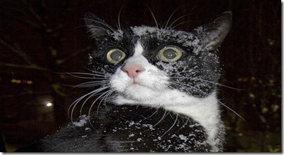 gato drogado gato drogado