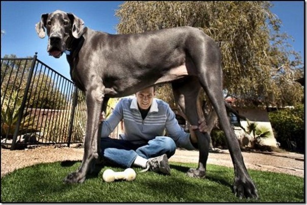 Cães gigantes (4)