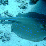 Red Sea June 2008