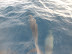 Spinner Dolphins