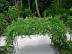 Flowers at Biyadhoo
