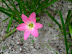 Flowers at Biyadhoo