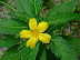 Flowers at Biyadhoo