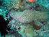 Honeycomb Moray Eel