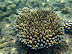 Finger Coral