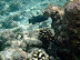 Reef Fish