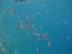 Reef Fish