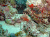 Lionfish