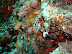 Nudibranch
