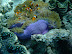 Anemone fish