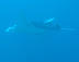 Manta Ray Kuda Bandos (check dive!)