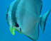 Batfish Kohlu Keli dive