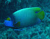 Coris Kohlu Keli dive
