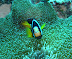 Anenome Fish Cocoa Corner dive