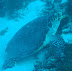 Turtle Velagali dive