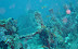 Kuda Giri Wreck dive