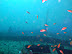 Kuda Giri Wreck dive