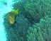 Anenome fish Kuda Giri Wreck dive