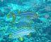 Sweetlips Ranikan dive