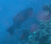 Potato Grouper Ranikan dive