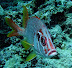 Squirrel Fish. Ranikan dive. Courtesy of Chris Colyer<br />
This photo should win an award!