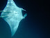 Manta Ray, Rah Dhigga Island June 2010. Snorkelling. No zoom used!