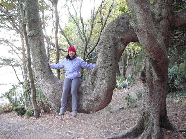 IAC hanging out in a cedar tree