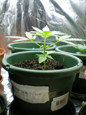 http://lh4.ggpht.com/_XVQAnurxTAo/SRRpe1w8qtI/AAAAAAAAANY/hVeacNmy3e8/s400/PB070013.JPG