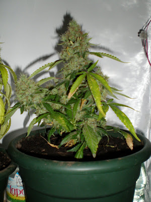 http://lh4.ggpht.com/_XVQAnurxTAo/SRRpgJK7AwI/AAAAAAAAANw/ehCghEBavkc/s400/PB070016.JPG