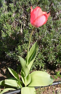 LonelyTulip