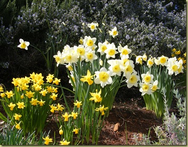 DaffodilesOn Hill