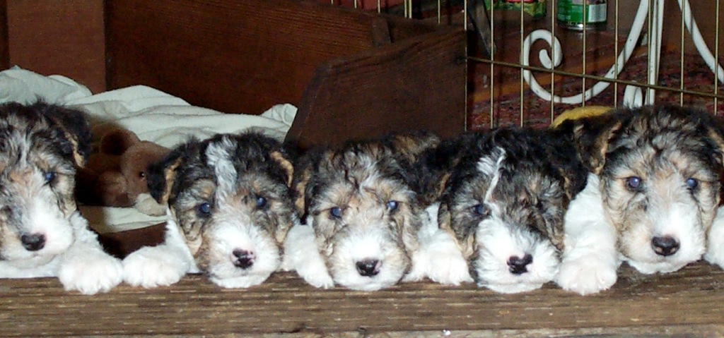 [Puppy Portraits 002[5].jpg]