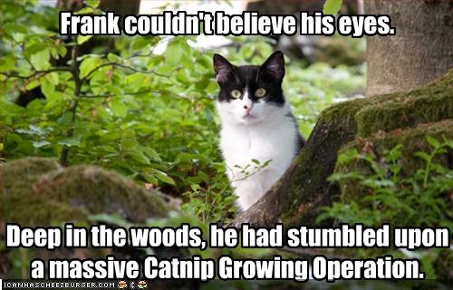 [catnip[2].jpg]