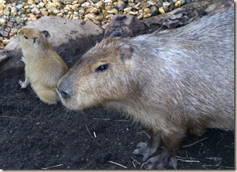 capyvara babies 2