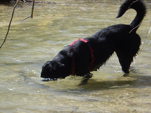 Tizon buceando