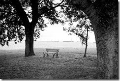 Bench and trees