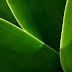 vplants_013.jpg