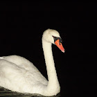 Mute Swan