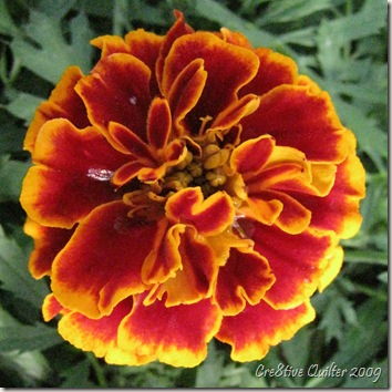 Flowers 037 Flowers 037