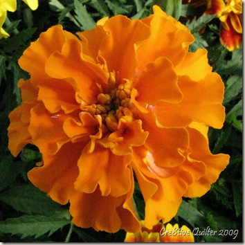 Flowers 038 Flowers 038