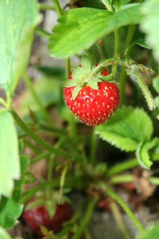 Strawberry on plant