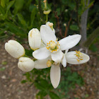 Citrus Blossoms