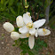 Citrus Blossoms