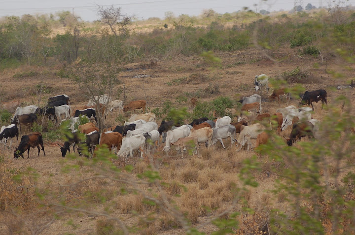 Cows alongside the road to Dodoma