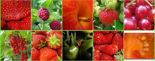 red berries