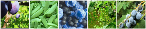 blue berries