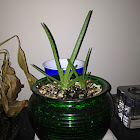 Aloe