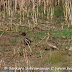 DSC06136.JPG, (L to R) Common Teal and Lesser Whistling Duck at Bharatpur Bird Sanctuary, Rajasthan, India, my solo all-india motorcycle journey