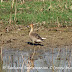 DSC06135.JPG, Lesser Whistling Duck at Bharatpur Bird Sanctuary, Rajasthan, India, my solo all-india motorcycle journey